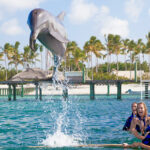 Funtastic Dolphin Encounter Punta Cana