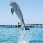 Dolphin Jump Punta Cana