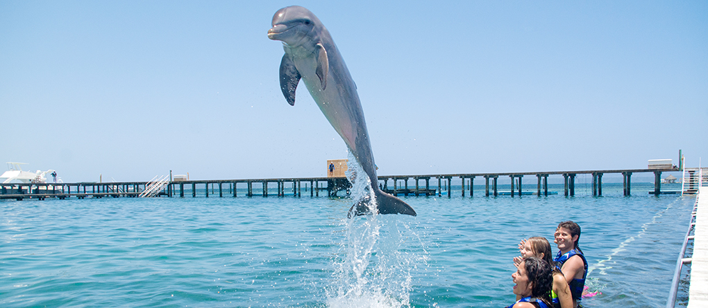 Dolphin Jump Punta Cana
