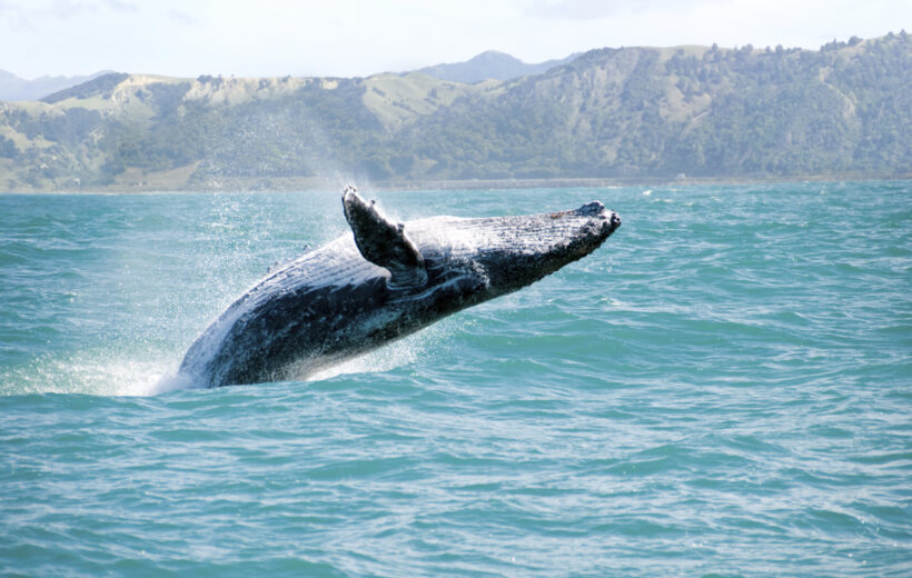 Whale Watching & Bacardi Island