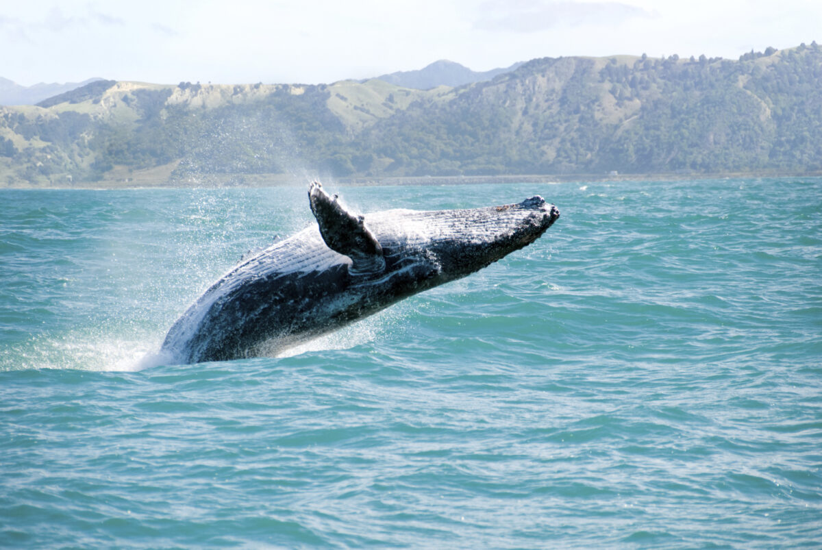 Whale Watching Season 2023 in the Dominican Republic (Punta Cana/Bavaro/Samana)