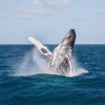 Whale Watching Season 2023 in the Dominican Republic (Punta Cana/Bavaro/Samana)