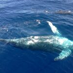 Whale Watching Season 2023 in the Dominican Republic (Punta Cana/Bavaro/Samana)