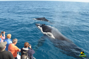 Whale Watching Season 2023 in the Dominican Republic (Punta Cana/Bavaro/Samana)