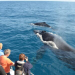 Whale Watching Season 2023 in the Dominican Republic (Punta Cana/Bavaro/Samana)