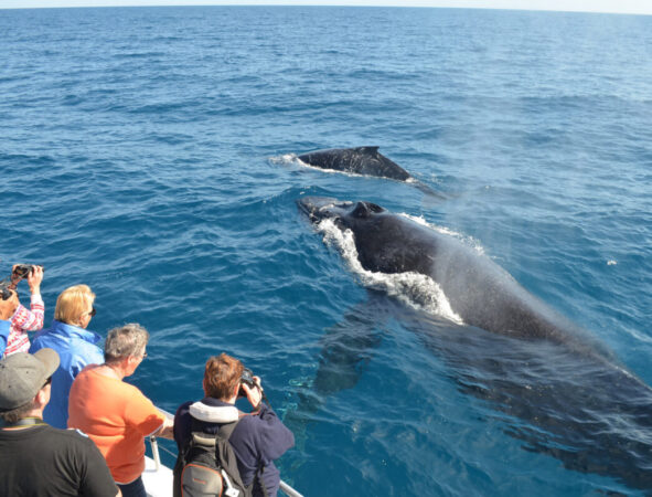 Whale Watching Season 2023 in the Dominican Republic (Punta Cana/Bavaro/Samana)