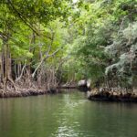 Los Haitises Mangroves Excursion