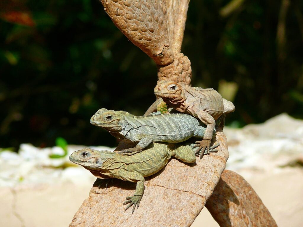 iguanas, tree, animal flora and fauna