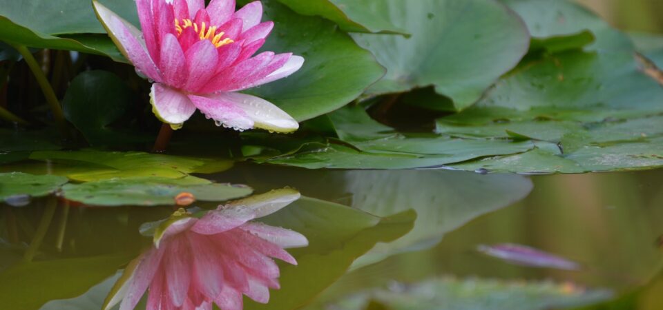 Botanical Garden
