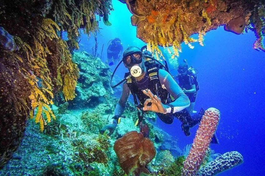 Scuba Diving at Catalina Island