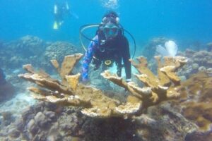 Scuba Diving at Catalina Reef Guy
