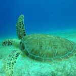 Scuba Diving at Catalina Turtle