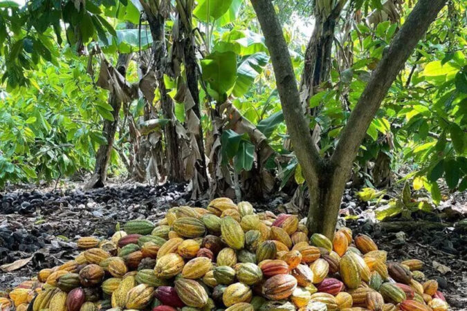 Cacao Dominican Life