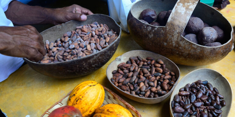 Dominican Cacao