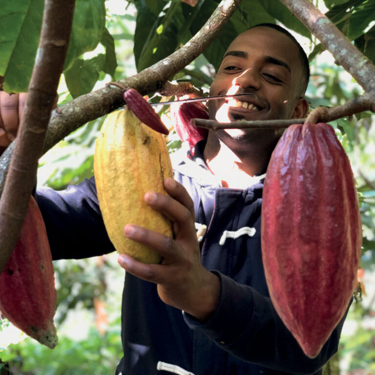 Harvest Cacao