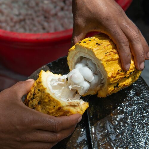 person splitting fruit, Dominican cacao tree