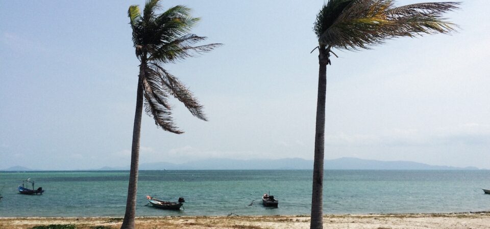 two palm trees blowing in the wind on a beach Punta Cana