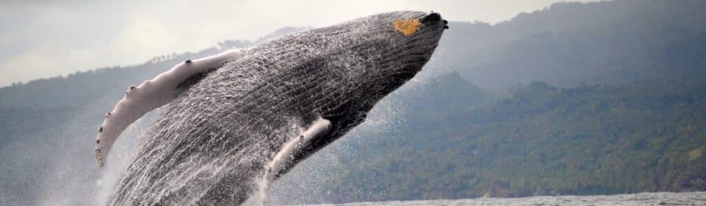 Humpback Whales in Samana Season 2024