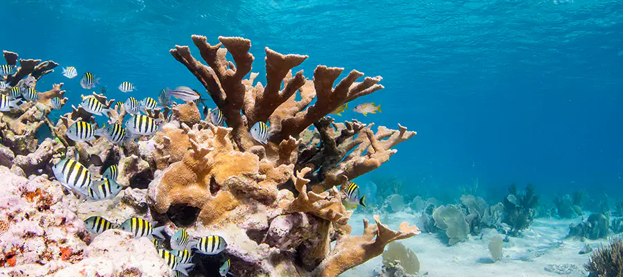 Cabo Rojo Coral