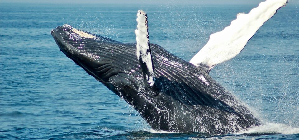 blue whale on sea Samana Bayport