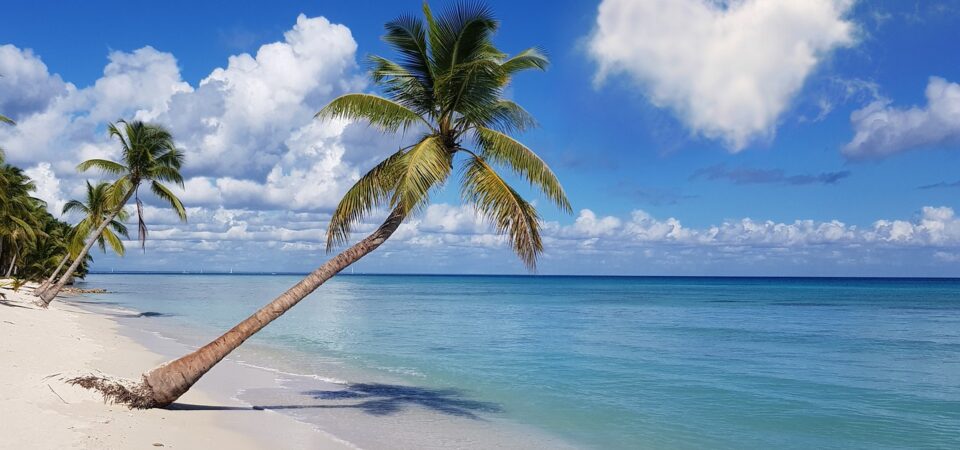 beach, coconut trees, sea, Saona island