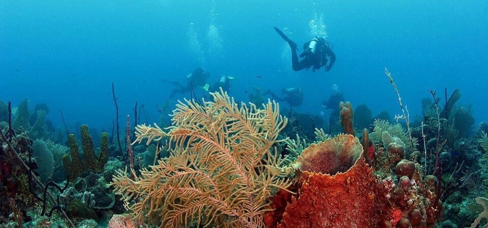 Diving Bayahibe